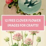 Free Flower Pictures pin