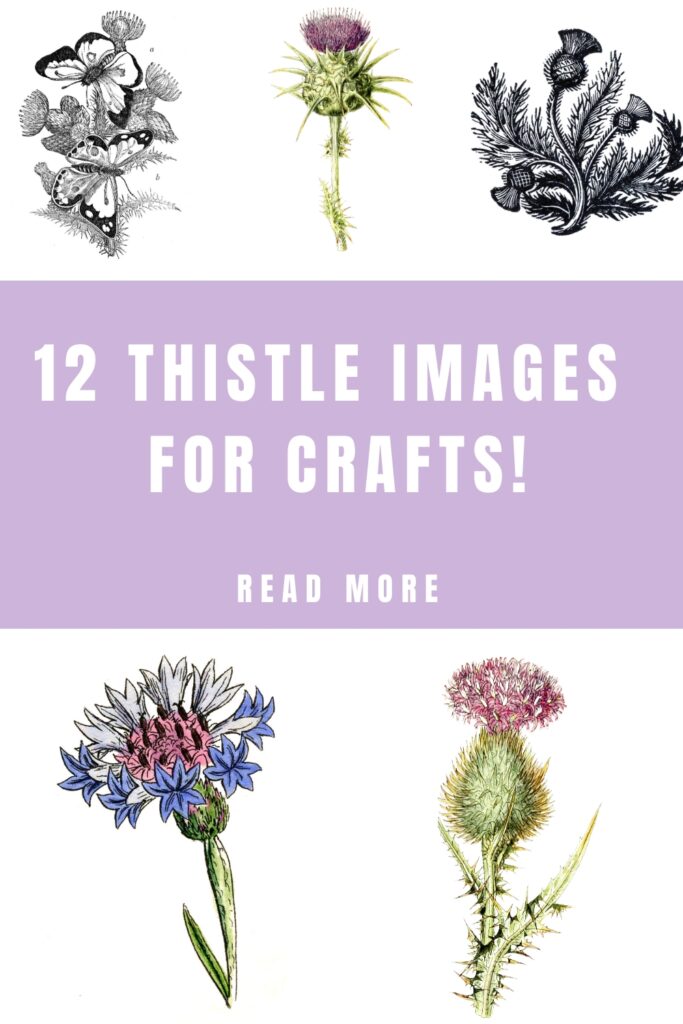 Thistle images for Crafts