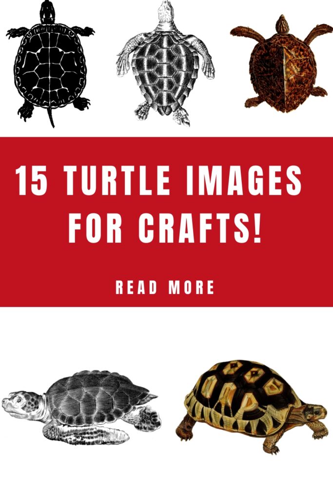 Turtle Images for Crafts