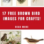 Pinterest graphic with birds