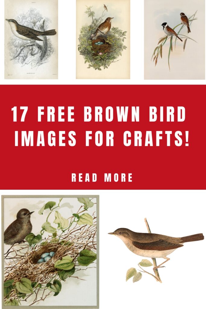 Pinterest graphic with birds