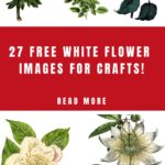 Flower Images for Crafts