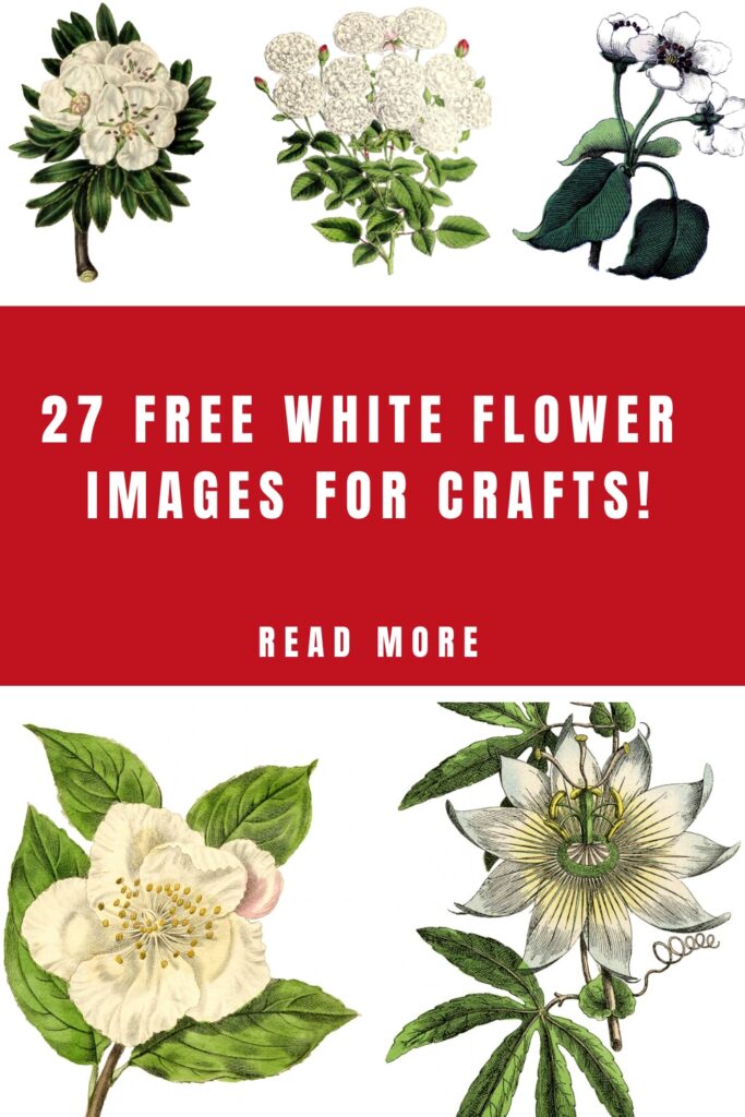 Flower Images for Crafts