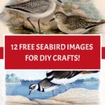 12 Seabird Images for Crafts