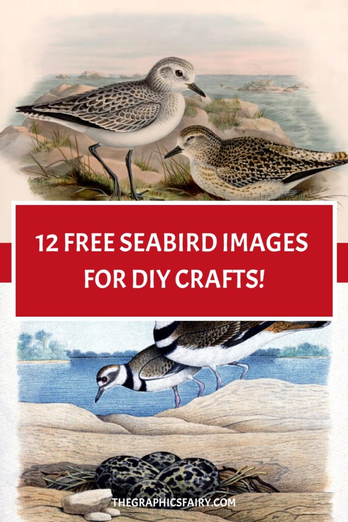 12 Seabird Images for Crafts