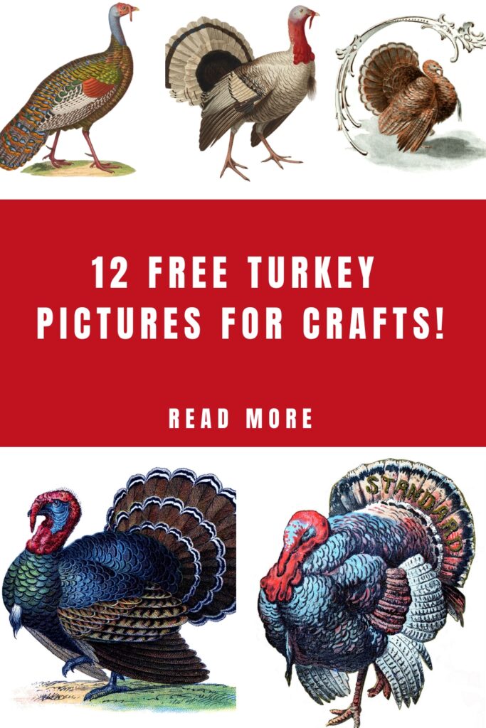 Turkey Pictures for Crafts Pin