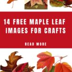 Maple Leaf Images Pin