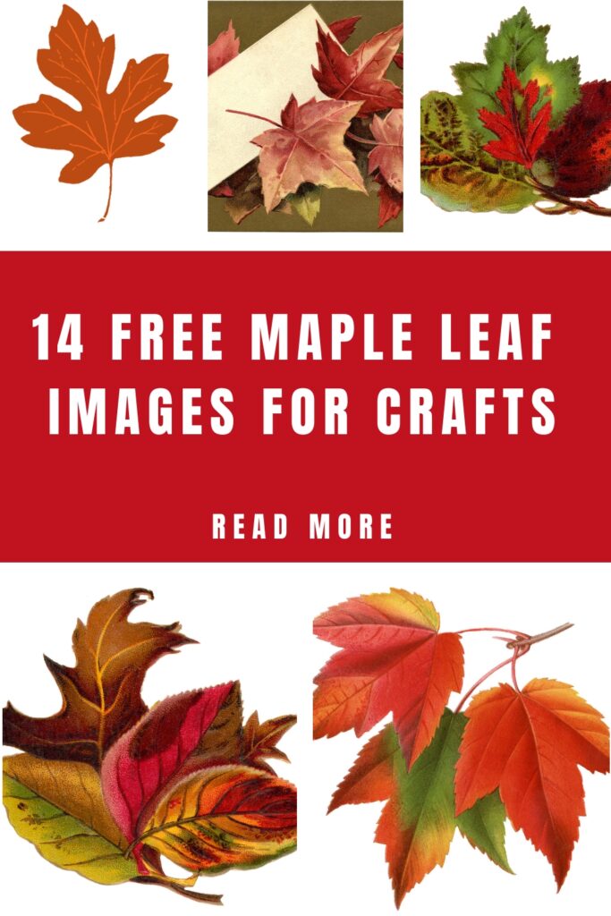 Maple Leaf Images Pin