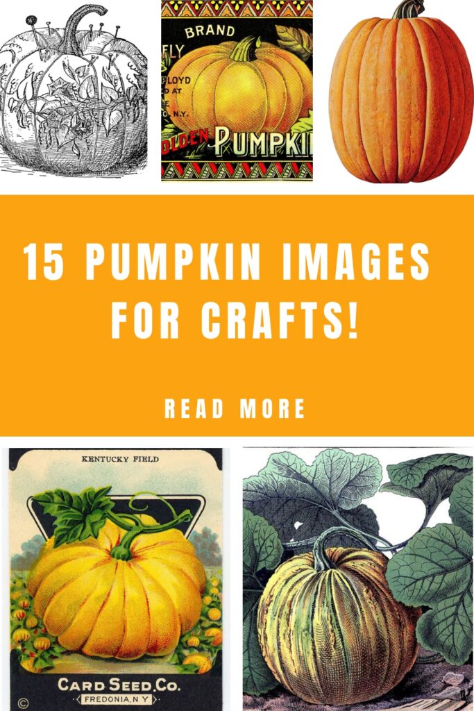 Pumpkin Images Pin