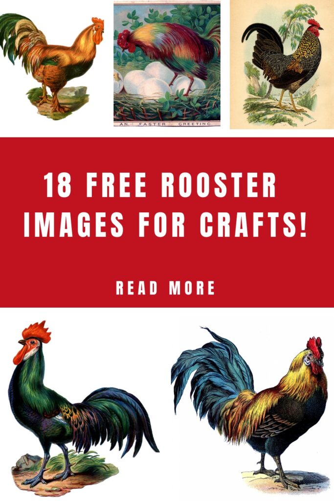 Rooster Images for Crafts