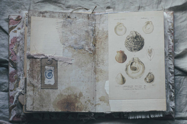 Journal page with fossil images