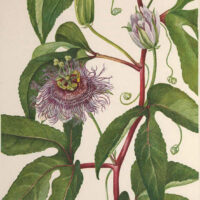 Purple Passiflora