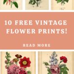 Free Vintage Flower Prints Pin