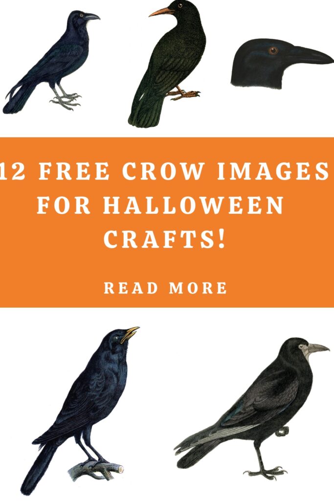 Free Crow Images for Crafts