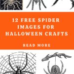 Spider Images Pin