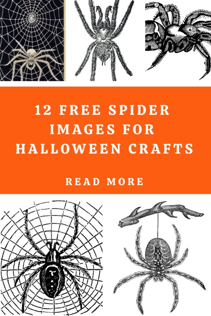 Spider Images Pin