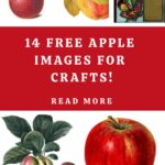 Free Apple Images for Crafts Pin