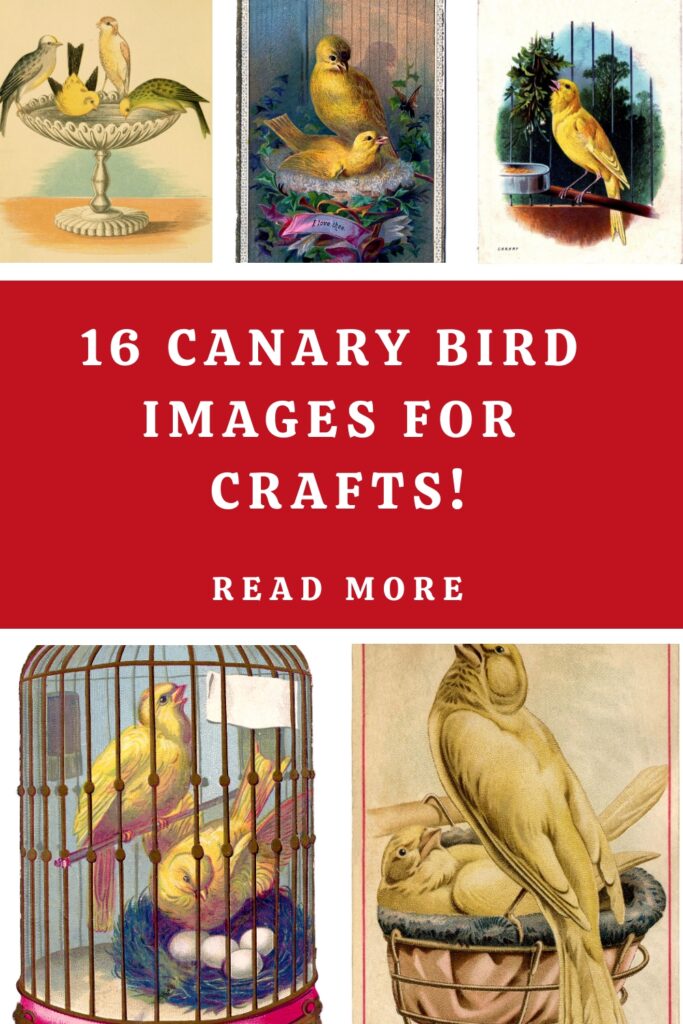 Canary Bird Images for Crafts