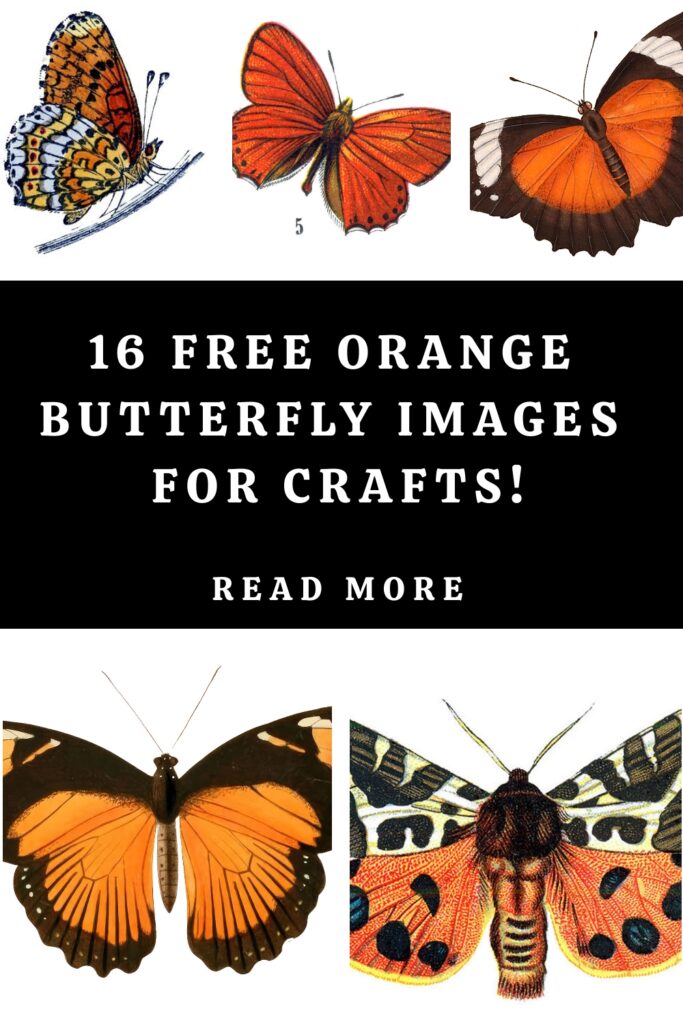 Orange Butterfly Pin