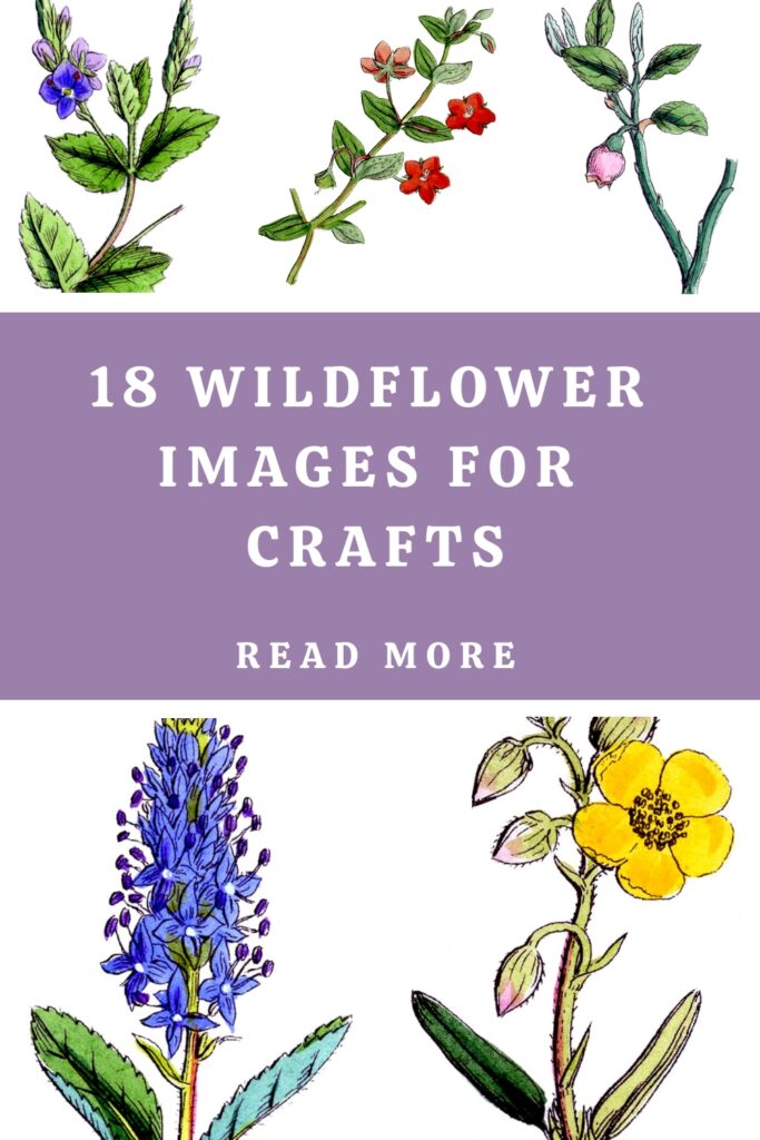 Wildflower Images for Crafts Pin