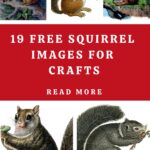 Squirrel Images for Crafts