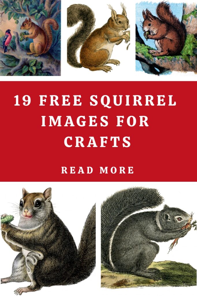 Squirrel Images for Crafts