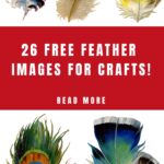 Feather Images for Crafts