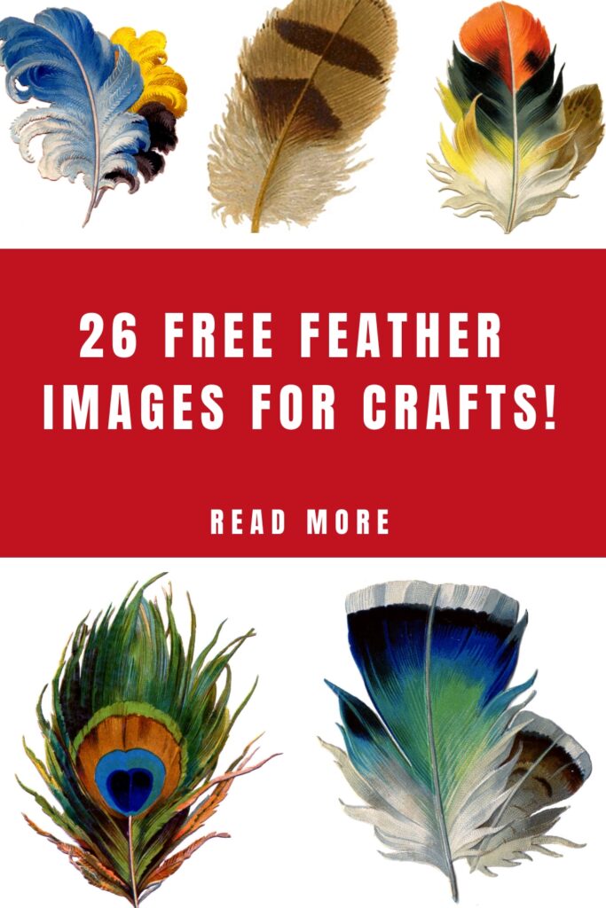 Feather Images for Crafts