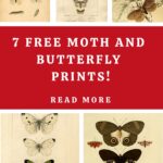 Free Moth Prints Pin