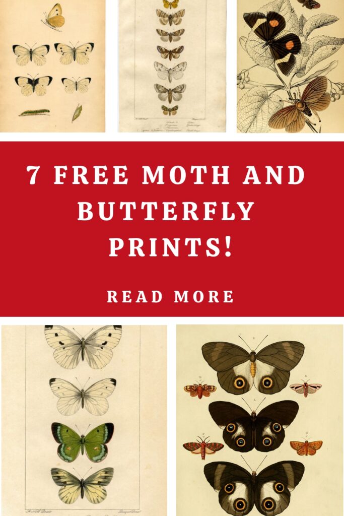 Free Moth Prints Pin