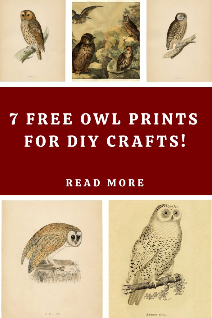 7 Free Owl Prints Pin