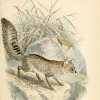 Gray Fox Picture