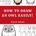 How to Draw an Owl Easily Pin