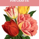 Free Tulip Images Pin