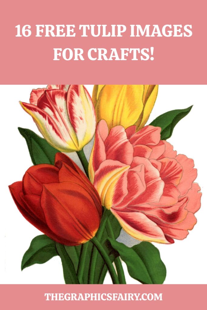 Free Tulip Images Pin