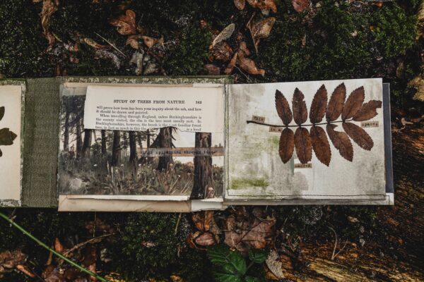 Journal page with tree image and dried leaves