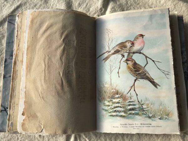 Journal spread with winter birds image