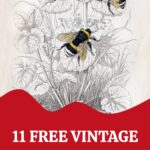 Free Vintage Bee prints