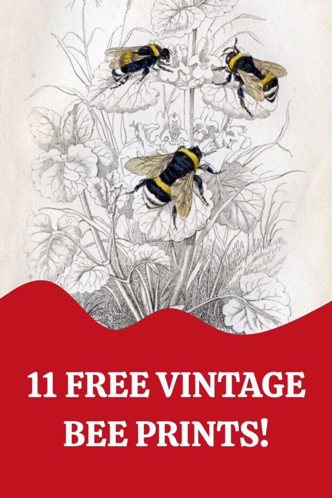 Free Vintage Bee prints