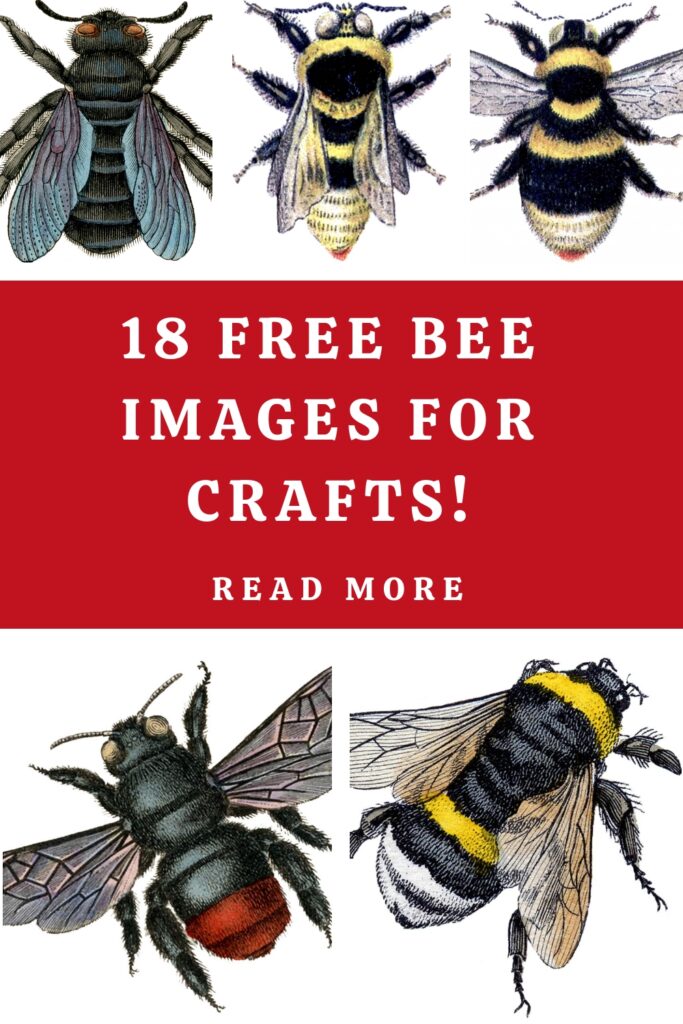 Free Bee Images for Crafts Pin