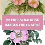 Free Wild Roses Images for Crafts