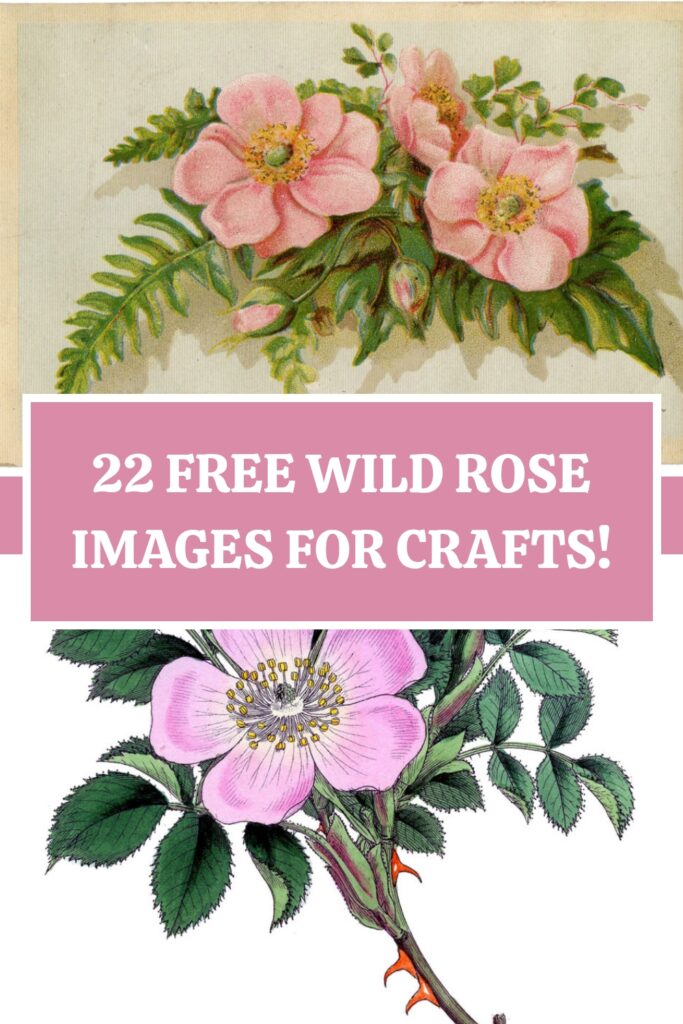 Free Wild Roses Images for Crafts