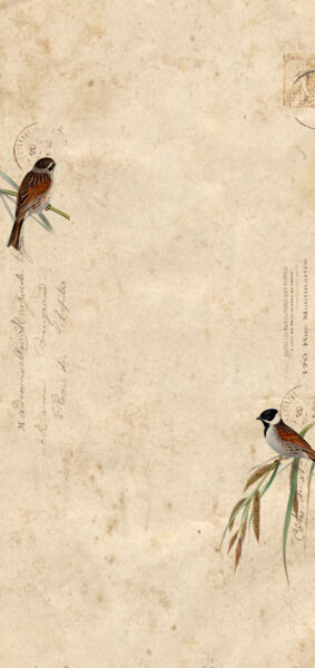 vintage summer iphone wallpaper with vintage birds