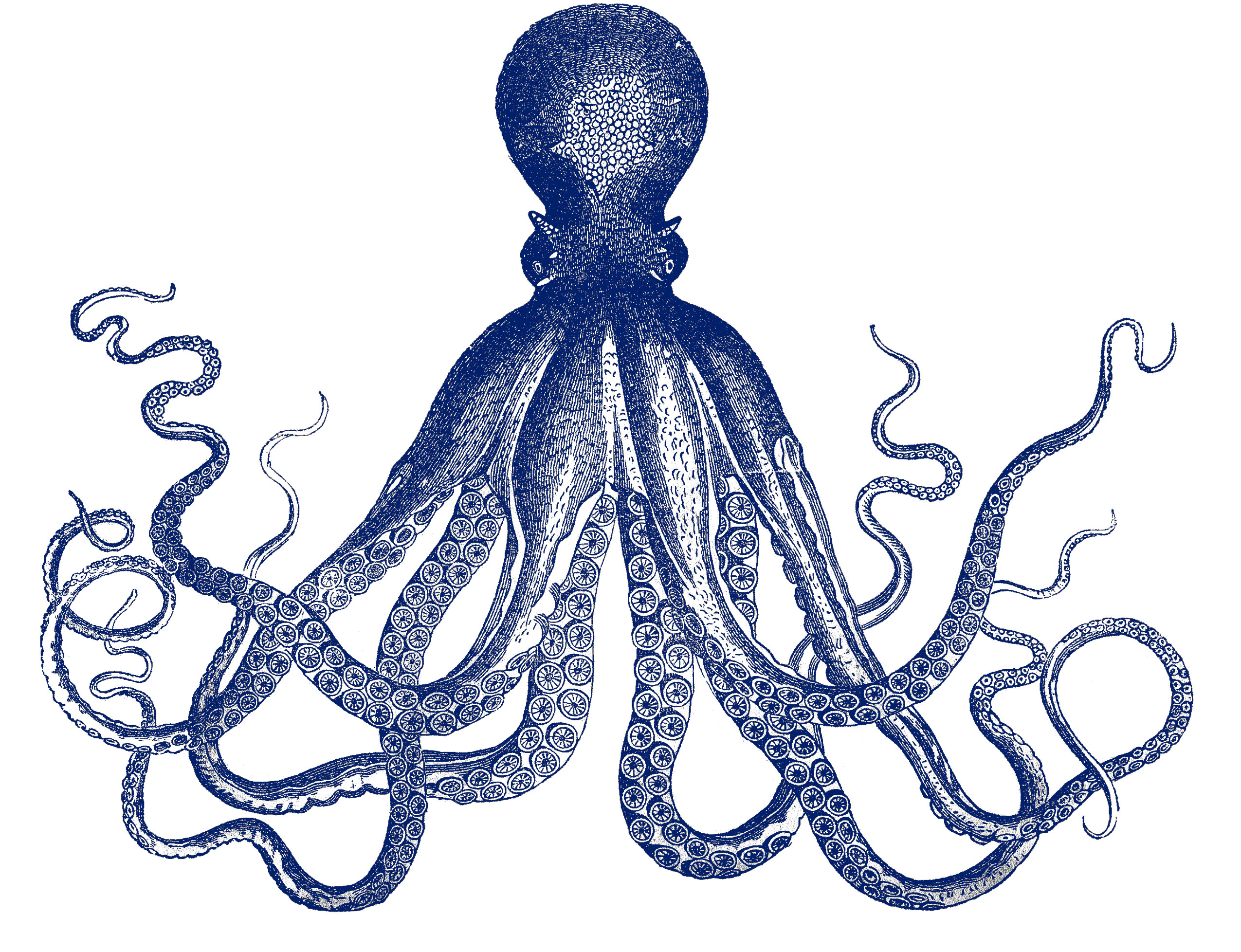 Blue Octopus