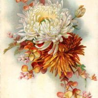 Autumn Chrysanthemum