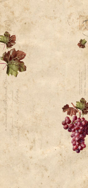Fall Wallpapers for iPhone - vintage purple grapes
