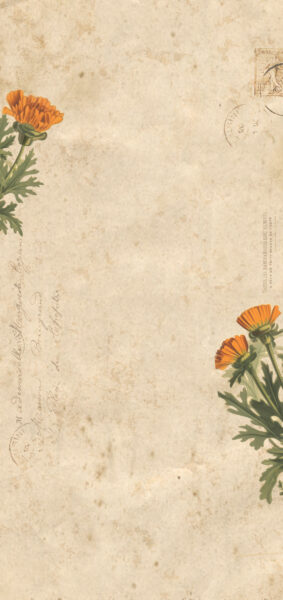 Fall Wallpapers for iPhone - vintage orange marigold