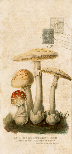 Fall Wallpapers for iPhone - vintage mushrooms
