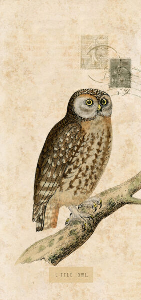 Fall Wallpapers for iPhone - vintage owl