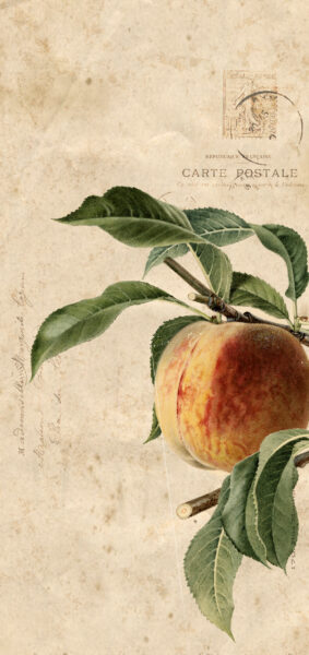 Fall Wallpapers for iPhone - vintage peaches